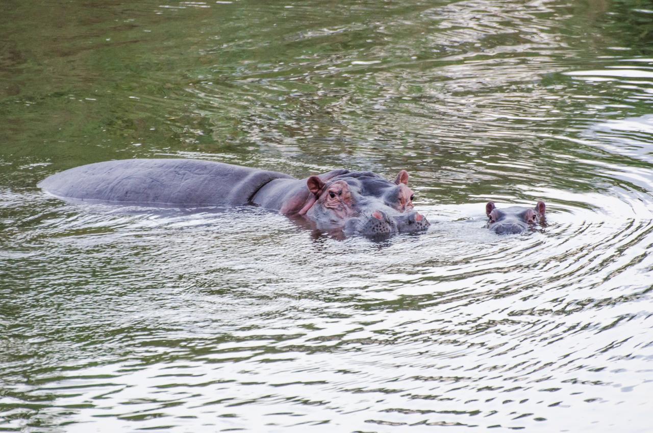 Hippo Waterfront Lodge Mbombela Eksteriør bilde